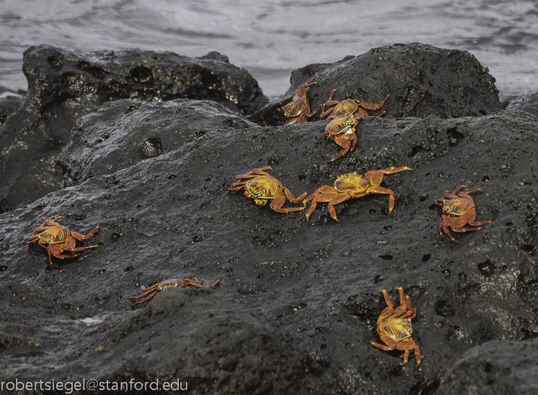 galapagos